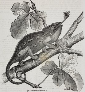 African chameleon, lithograph by Salvatore Puglia from Poliorama Pittoresco