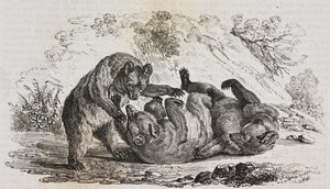 Bears of Asturias, Spain, lithograph by Salvatore Puglia from Poliorama Pittoresco, n 9, October 7 by Salvatore Puglia
