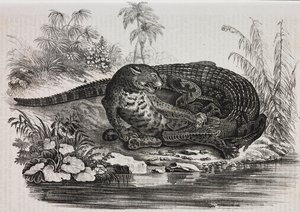 Caiman and jaguar by Salvatore Puglia