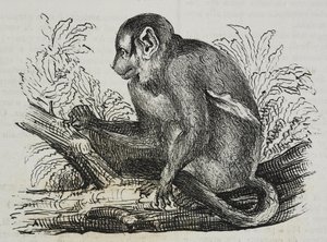 Night Monkey Douroucoulis (Aotus trivirgatus), from Poliorama Pittoresco, No. 46, June 25 by Salvatore Puglia
