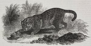 Sumatran Cat, from Poliorama Pittoresco, No. 47, July 1 by Salvatore Puglia