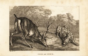 Encounter Between a Stag, Cervus elaphus, and a Snow Leopard, Panthera uncia