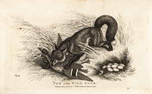 Fox attacking a duck and her nest of eggs