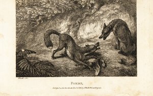 Fox with dead fowl fighting off another fox