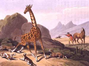 Hunting the Camelopard, engraved by Matthew Dubourg, published by Edward Orme