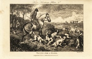 Mounted huntsman watching a pack of hounds digging for hares