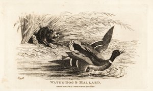 Water dog and mallard