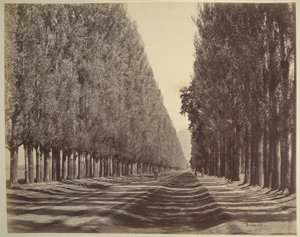 A Road Lined with Poplars, Kashmir