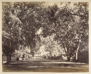 An archway of trees near Tanjore