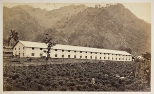 Selim Tea Estate, Darjeeling, the new factory, lower division, from 