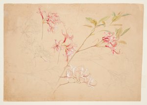 Azaleas