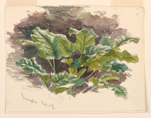 Botanical Study