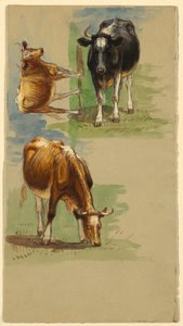 Cattle, Steers by Samuel Colman