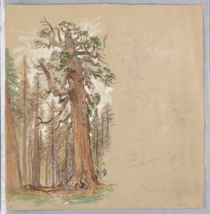 Oak and Evergreen by Samuel Colman