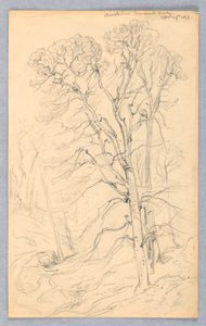 Sketches of Trees