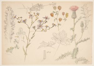 Studies of Meadow Flowers