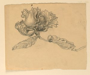 Study for Illustration: Hazelnuts