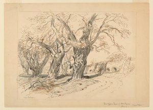 Study for The Cypress Trees of Montezuma, Park of Chapultepec, Mexico
