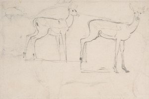 Study for Two Standing Pallah Deer