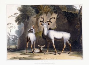 The Koodoo by Samuel Daniell