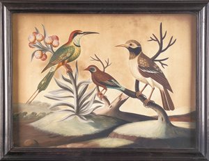 Indian Bee-Eater, Black and White Indian Starling and Brazilian Finch