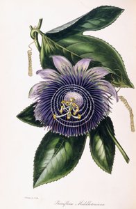 Passiflora Middletoniana