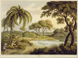 Peacock Shooting, from Oriental Field Sports, published by Edward Orme, 1807 by Samuel Howett