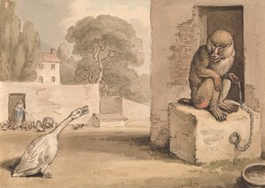 A Goose and a Baboon by Samuel Howitt