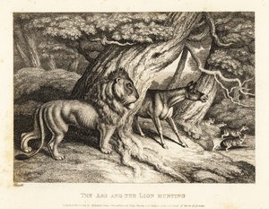 A Donkey Brays Loudly at Prey While Hunting with a Lion