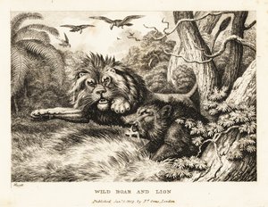 A lion and wild boar fight while vultures circle above