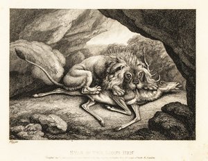 A lion eating the carcass of a stag in a cave