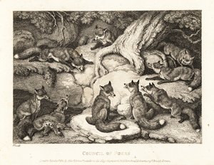 A pack of foxes meeting in a forest