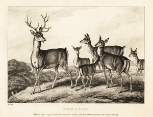 A stag with does and fawns