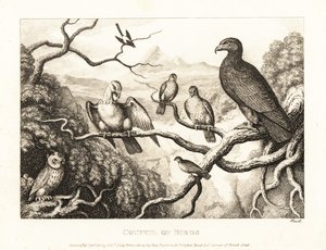 An Eagle Presides Over a Court of Birds in a Tree