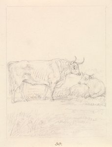 Bull and Cow