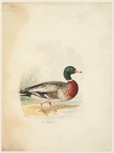 Duck - Anas boschas by Samuel Howitt