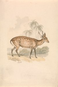 Hog Deer by Samuel Howitt