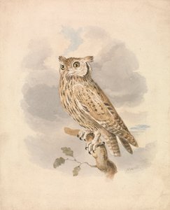 Scops Owl by Samuel Howitt