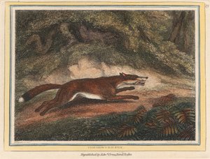 The Hunted Fox