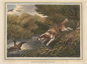 The Water Spaniel by Samuel Howitt