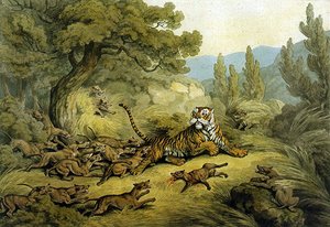 Tiger Hunted by Wild Dogs