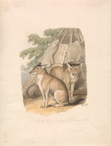 Two Huskies by Samuel Howitt