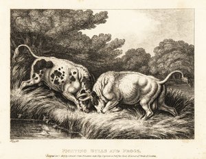 Two Bulls Locking Horns Near a Pond Full of Frogs