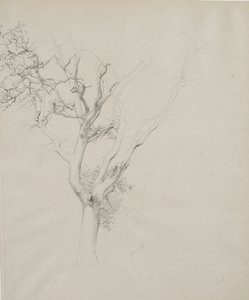 Tree study