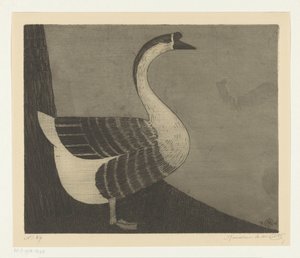 Knob Goose