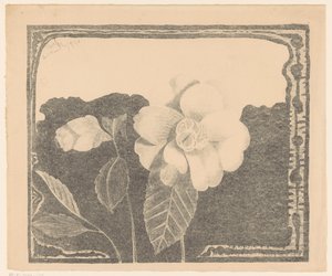 Camelia, Flower Bud on the Left