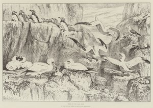 Birds on the Bass Rock, in the Natural History Museum, South Kensington by Samuel John Carter