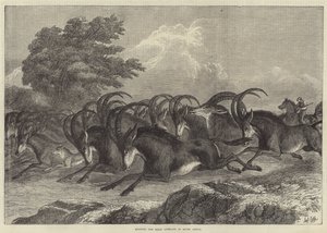Hunting the Sable Antelope in South Africa