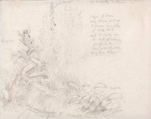 Foxgloves by Samuel Palmer