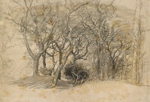 Study of Trees, Clovelly Park, 1834 by Samuel Palmer